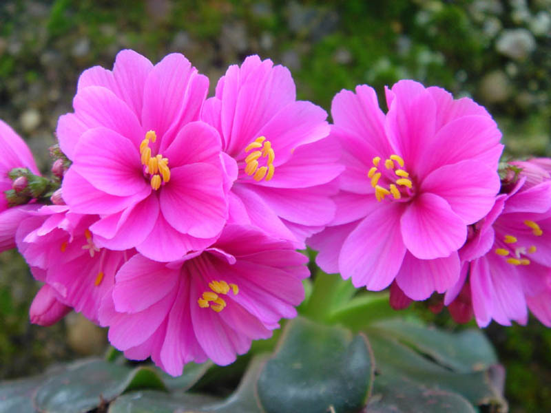 Lewisia cotyledon en fleurs sur pentes rocheuses granitiques dans les montagnes du nord de la Californie